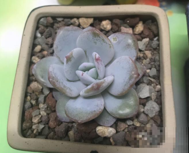 家里养殖多肉雪莲,掌握这5个方法,养护不出问题 家里养殖多肉雪莲,掌握这5个方法,养护不出问题