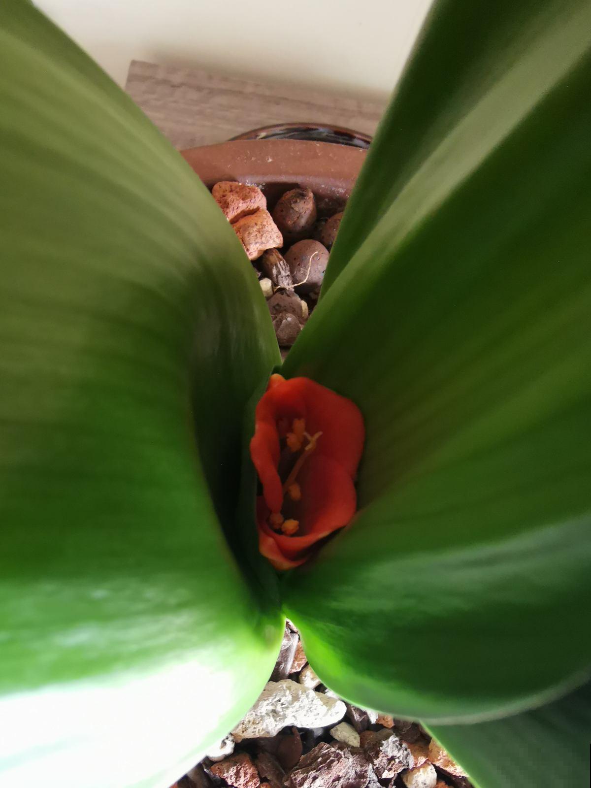 君子兰“夹剪”千万别慌，3招药到病除，花箭嗖嗖窜出来