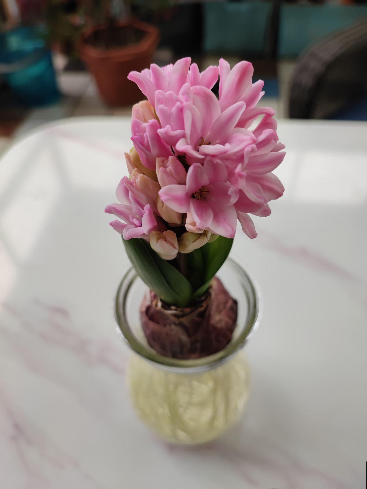 4种“一次性”花,开完了就扔,很难再养活 4种“一次性”花,开完了就扔,很难再养活