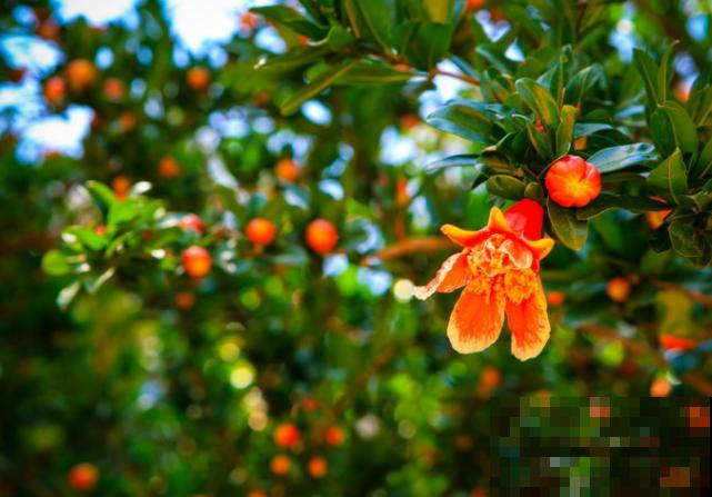 盆栽石榴树不开花，查看一下这4个原因，养护好就能开花