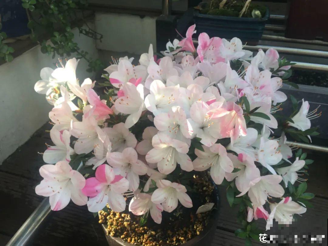 6种花，二月底快扦插，十几天就生根