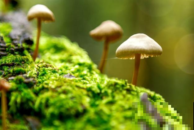 家庭蘑菇菌包种植,记住这4点,轻松种出蘑菇 家庭蘑菇菌包种植,记住这4点,轻松种出蘑菇