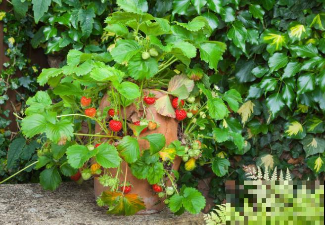 网购草莓苗老是种不活，主要和这4点有关，注意养殖方式没问题