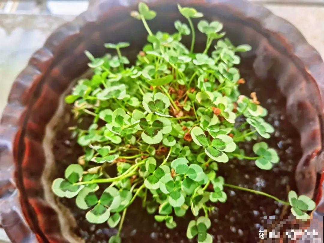 1种绿植叶子超美，活像水彩画，晒晒太阳就爆盆