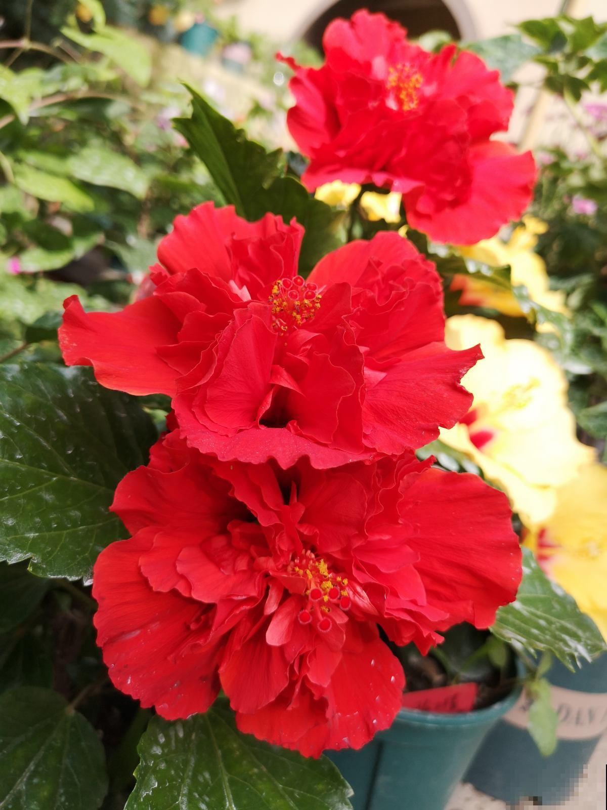 过年倒计时，6种红火花家中必备，喜庆又大气