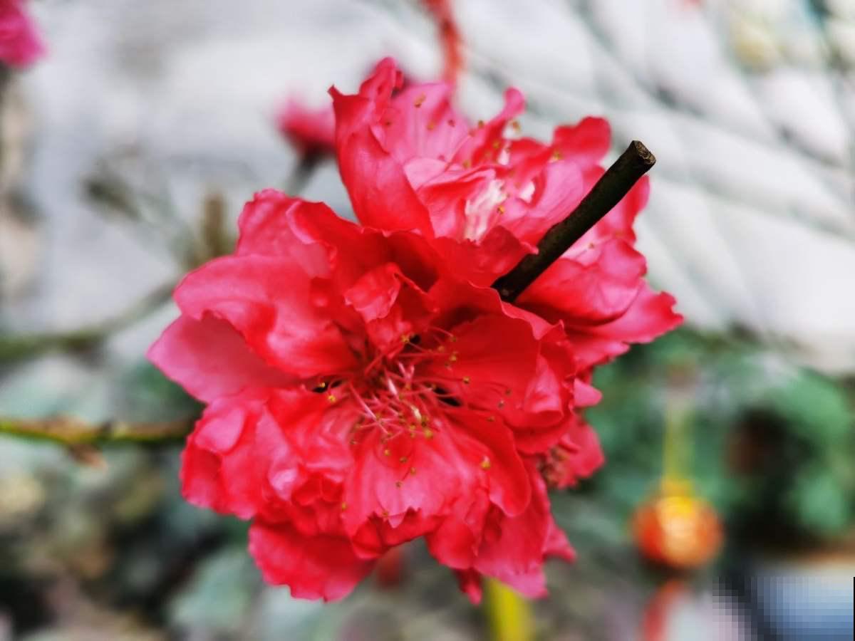 4种生长在路边的美花，春天呼呼开，堪比选美大赛