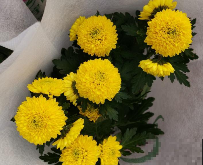 长相神似“乒乓球”的乒乓菊，这样扦插，成活率超高