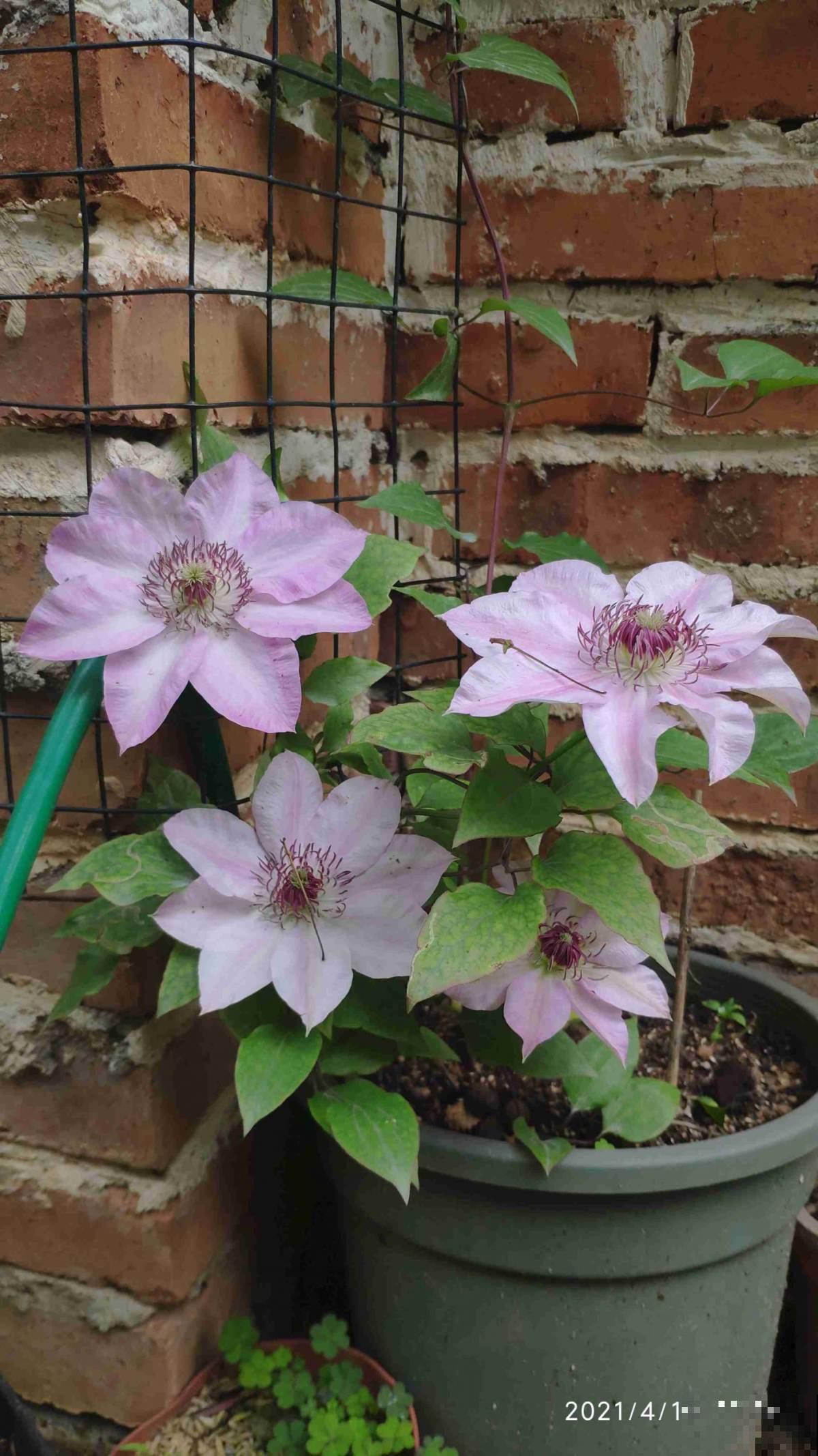 春天来了,推荐6种适合阳台养的盆栽花,开花爆盆花期长 春天来了,推荐6种适合阳台养的盆栽花,开花爆盆花期长