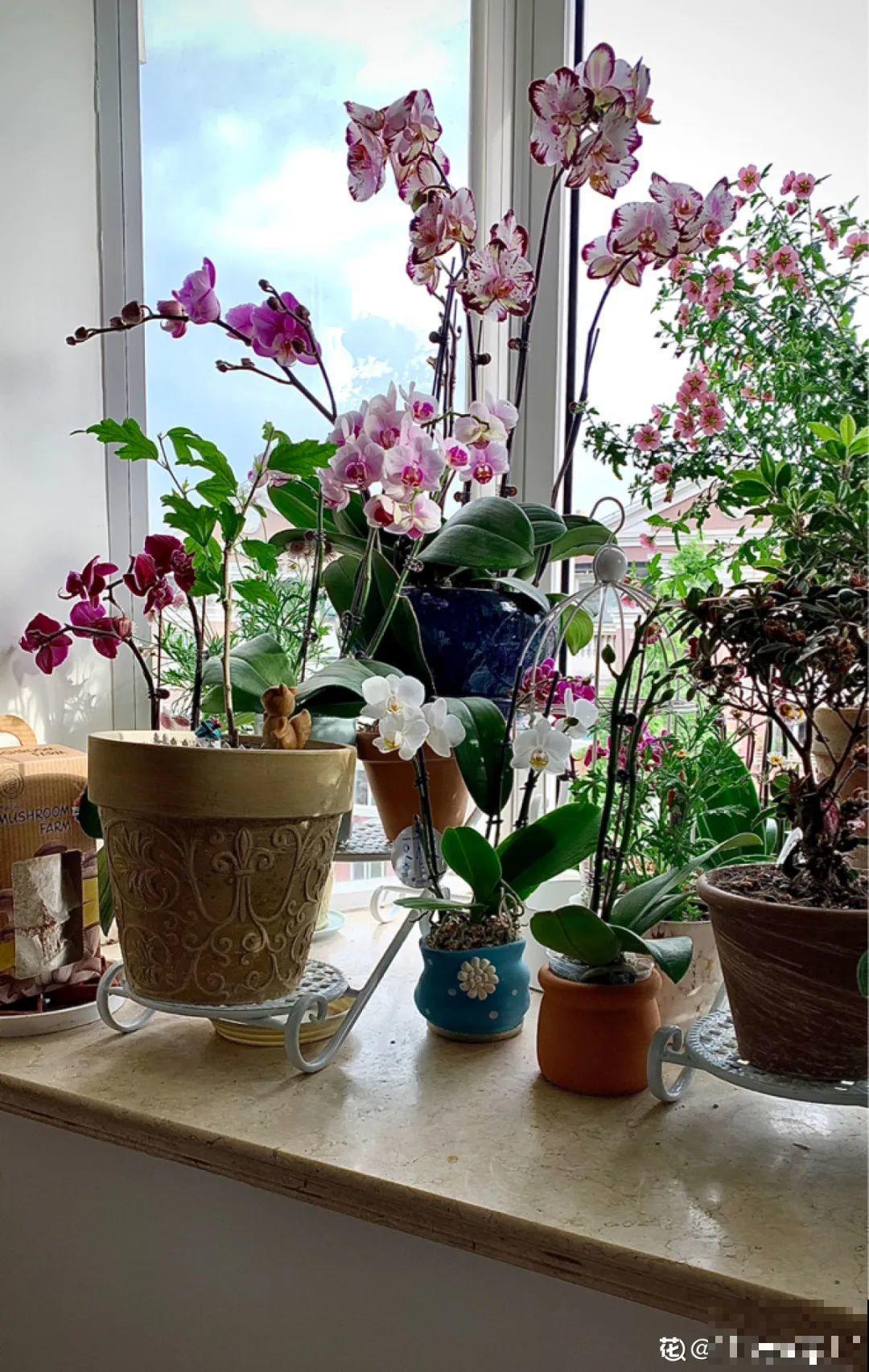 年前不敢买的“贵货花”，现在捡漏，价格低到“不可思议”