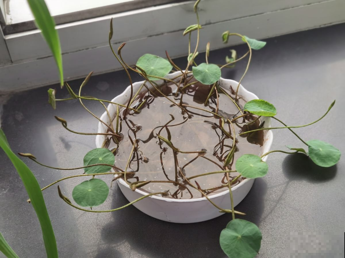 现在养2种“花仙子”，初夏就能开花，朵朵荷花使人眼