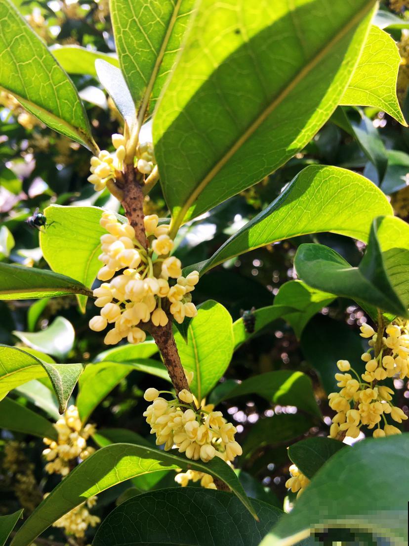 20种常见花的浇水方式,一句话就概括,简单好记 20种常见花的浇水方式,一句话就概括,简单好记