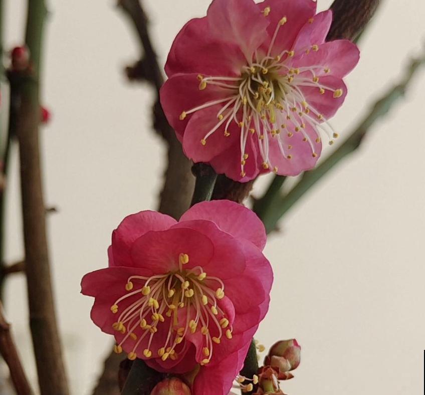 马上过年,这10种年宵花闭眼入,不会踩雷 马上过年,这10种年宵花闭眼入,不会踩雷