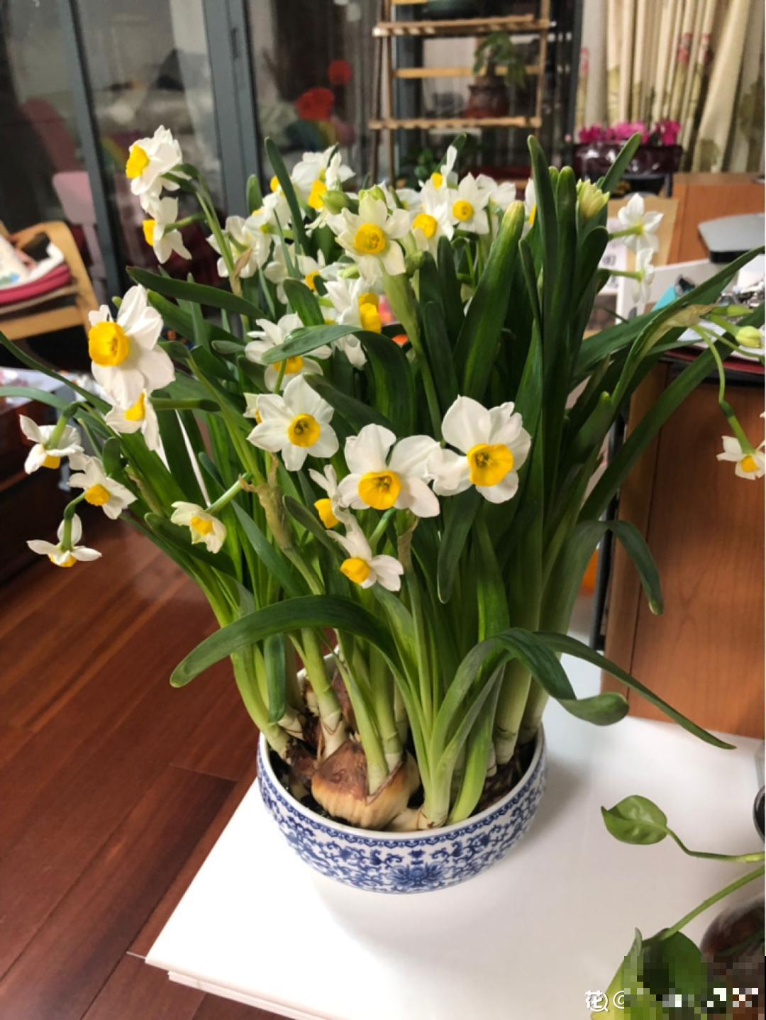 漳州水仙“甲天下”,春节养一盆,香飘满屋! 漳州水仙“甲天下”,春节养一盆,香飘满屋!