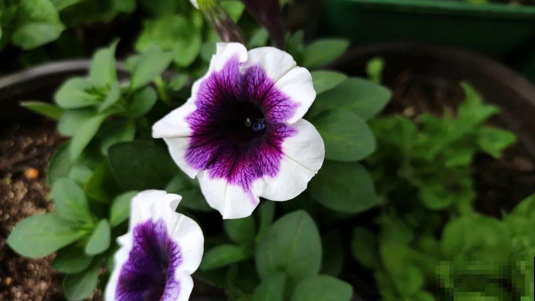 养盆矮牵牛,狠心剪几刀,轻松爆开满盆花,小阳台最爱! 养盆矮牵牛,狠心剪几刀,轻松爆开满盆花,小阳台最爱!