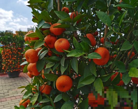 室内盆栽桔子，要想养的好，这5点需要多注意