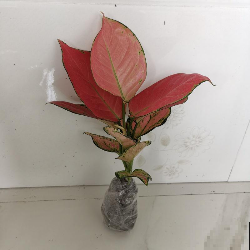 家里养盆吉利红,注意这5点,轻松实现爆盆 家里养盆吉利红,注意这5点,轻松实现爆盆