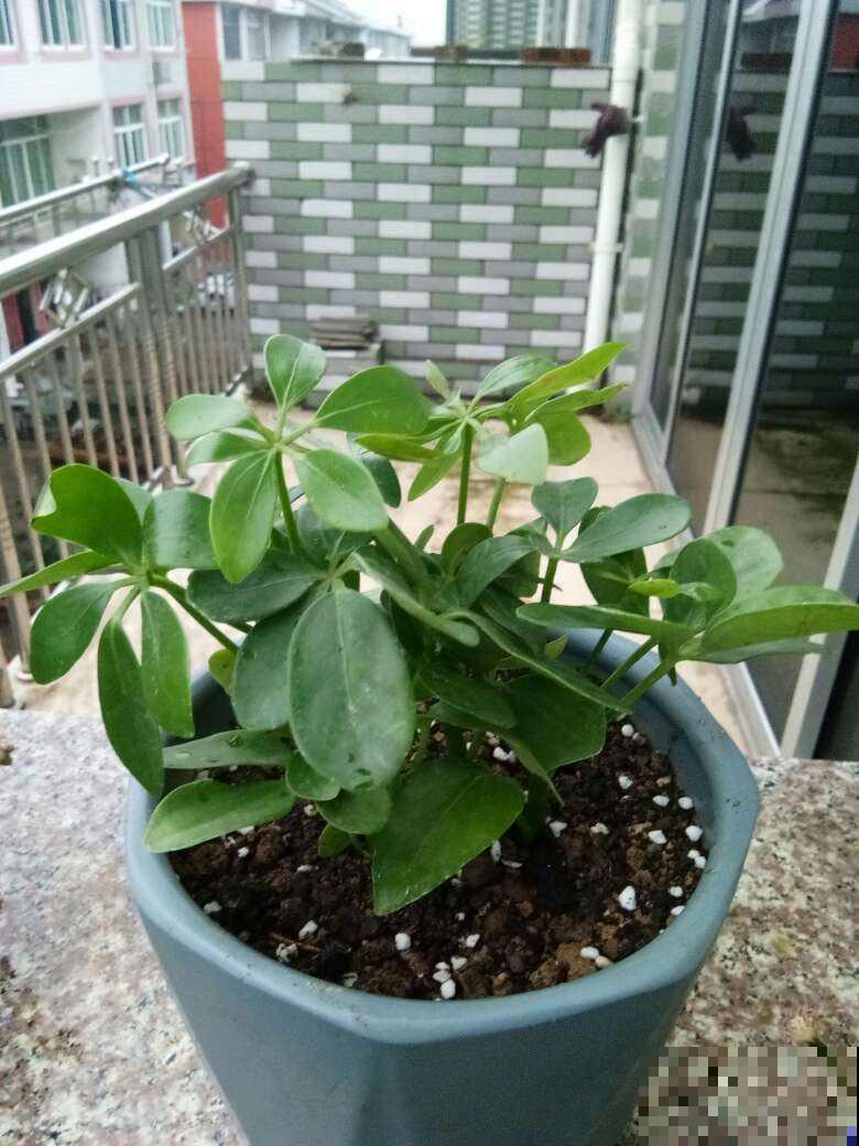 虎年到，5种花送给属虎的人，本命年花开富贵又吉祥