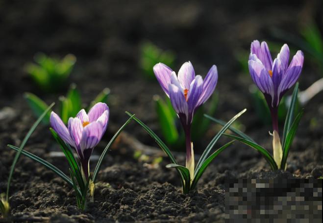 番红花养殖在室内，要注意这3点，养护简单易开花