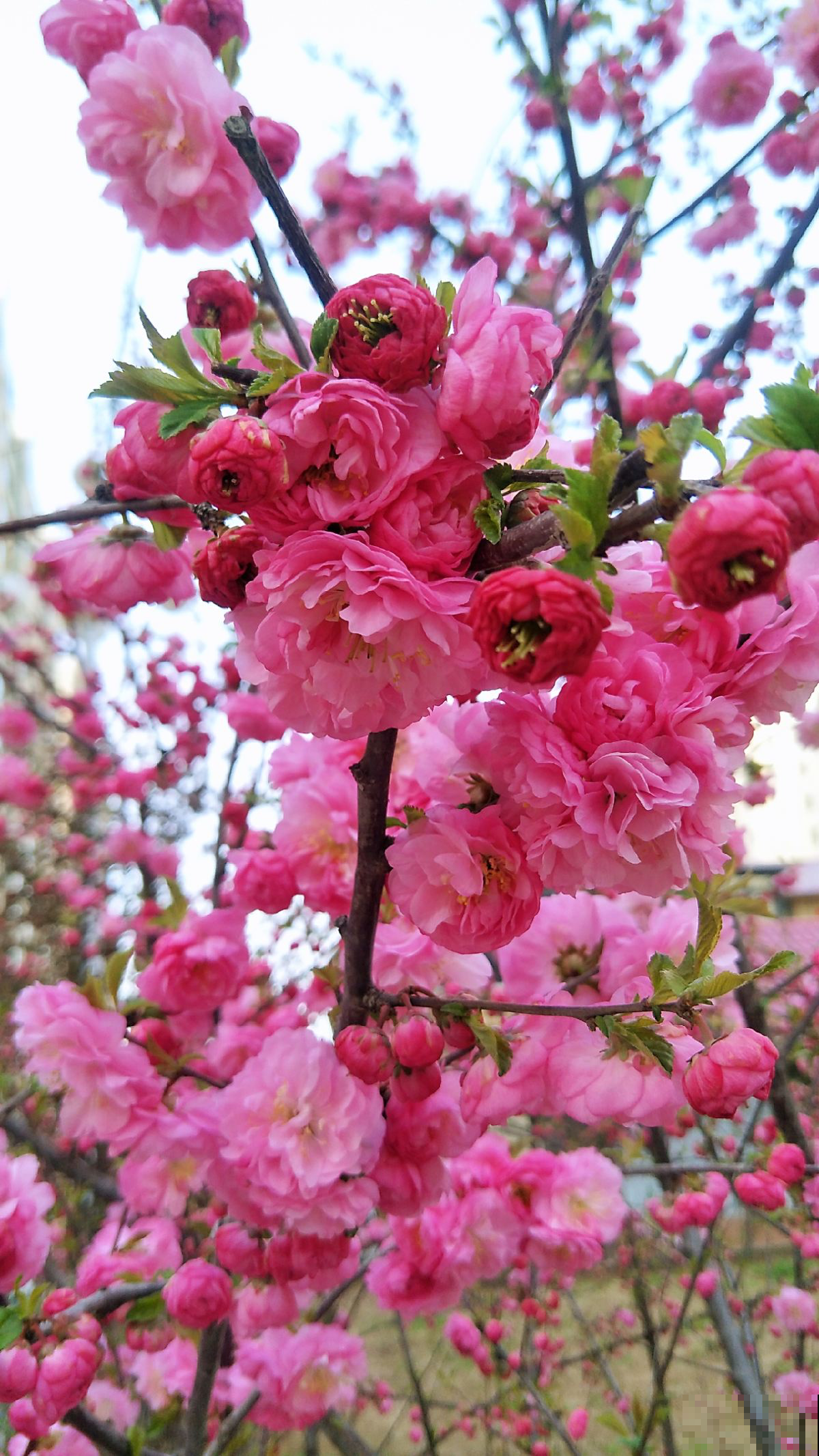 5种花，抗碱性很强，就适合种在北方