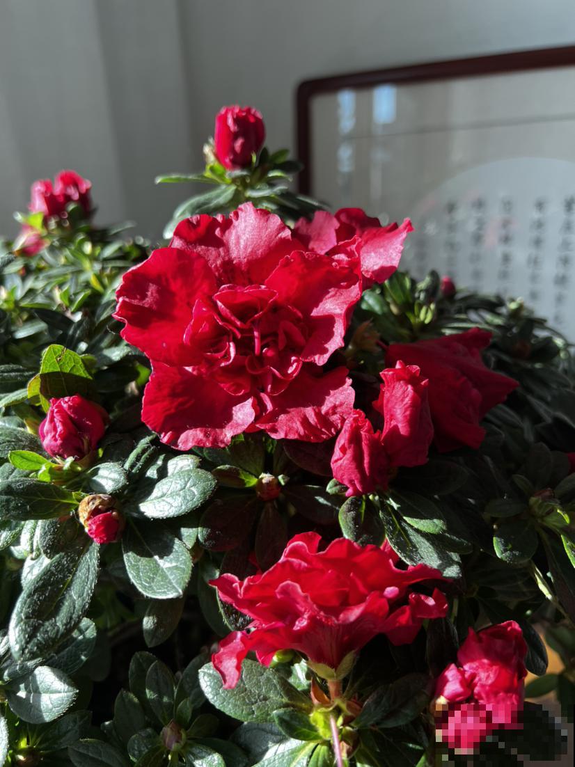 6种花是“醋坛子”，两个星期一杯醋，叶子油绿花开爆