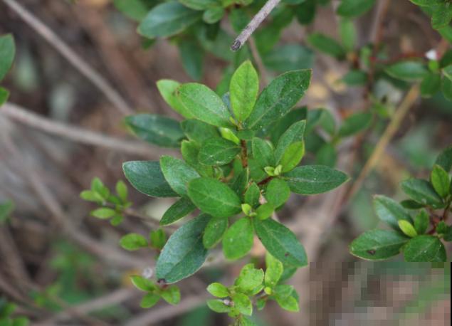 映山红盆景养殖，注意这5点，室内养也能养好