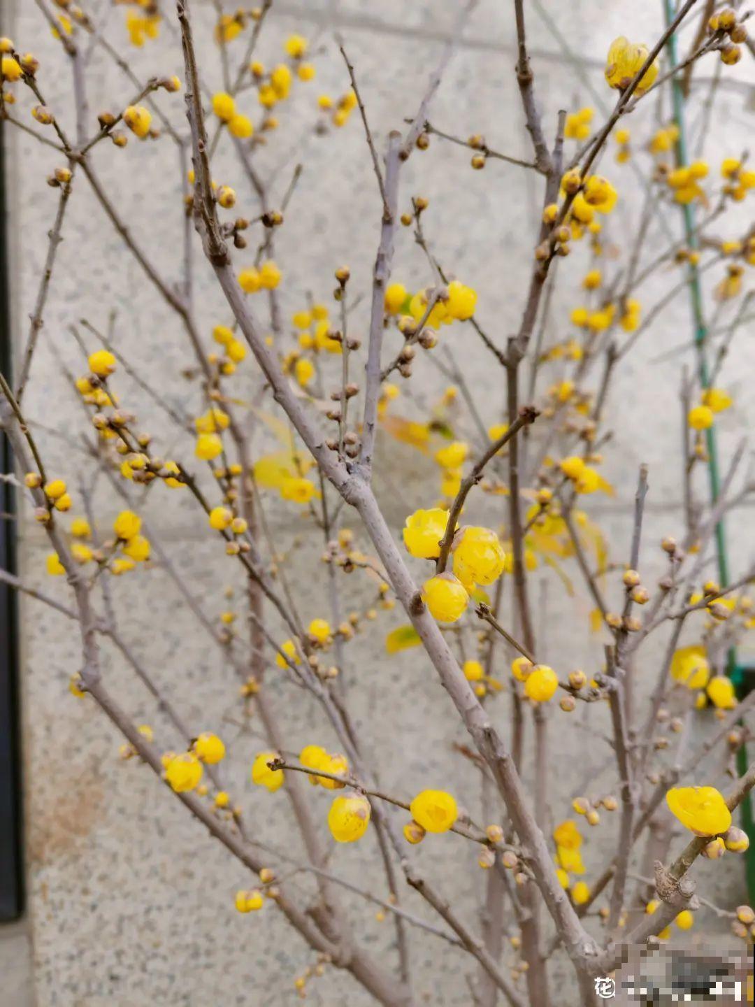 大花蕙兰太贵,掉个花苞都心疼,快来注意这3点! 大花蕙兰太贵,掉个花苞都心疼,快来注意这3点!