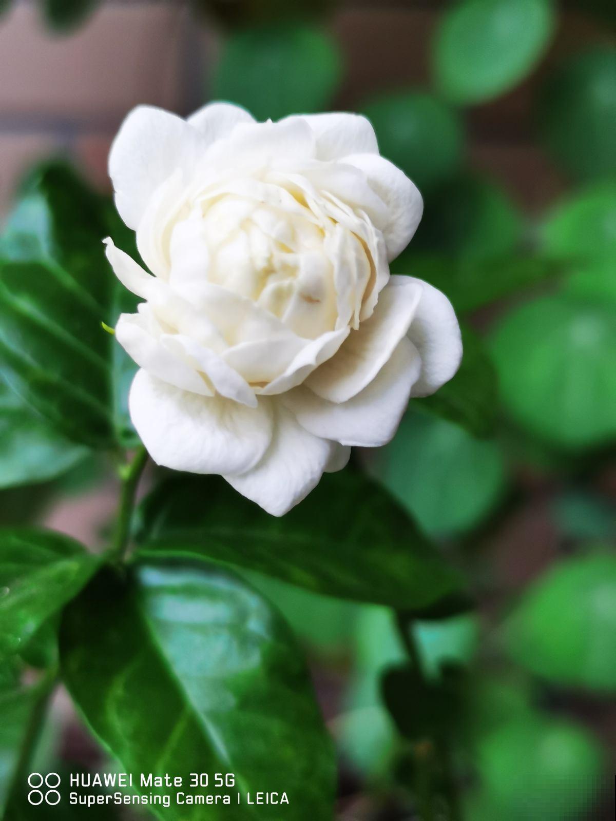 适合虎年养的10种“虎花”，虎运连连不说，还特好养