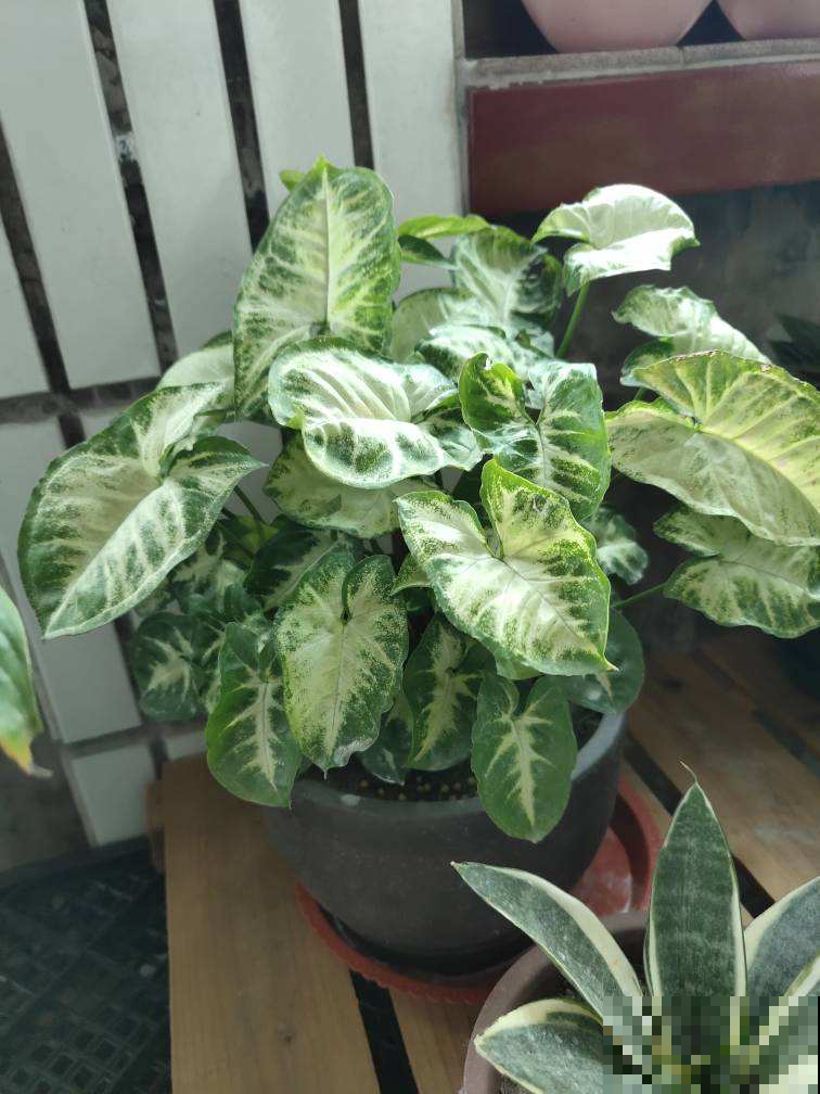 家养植物千千万,这30种都养过的,就是养花大神 家养植物千千万,这30种都养过的,就是养花大神