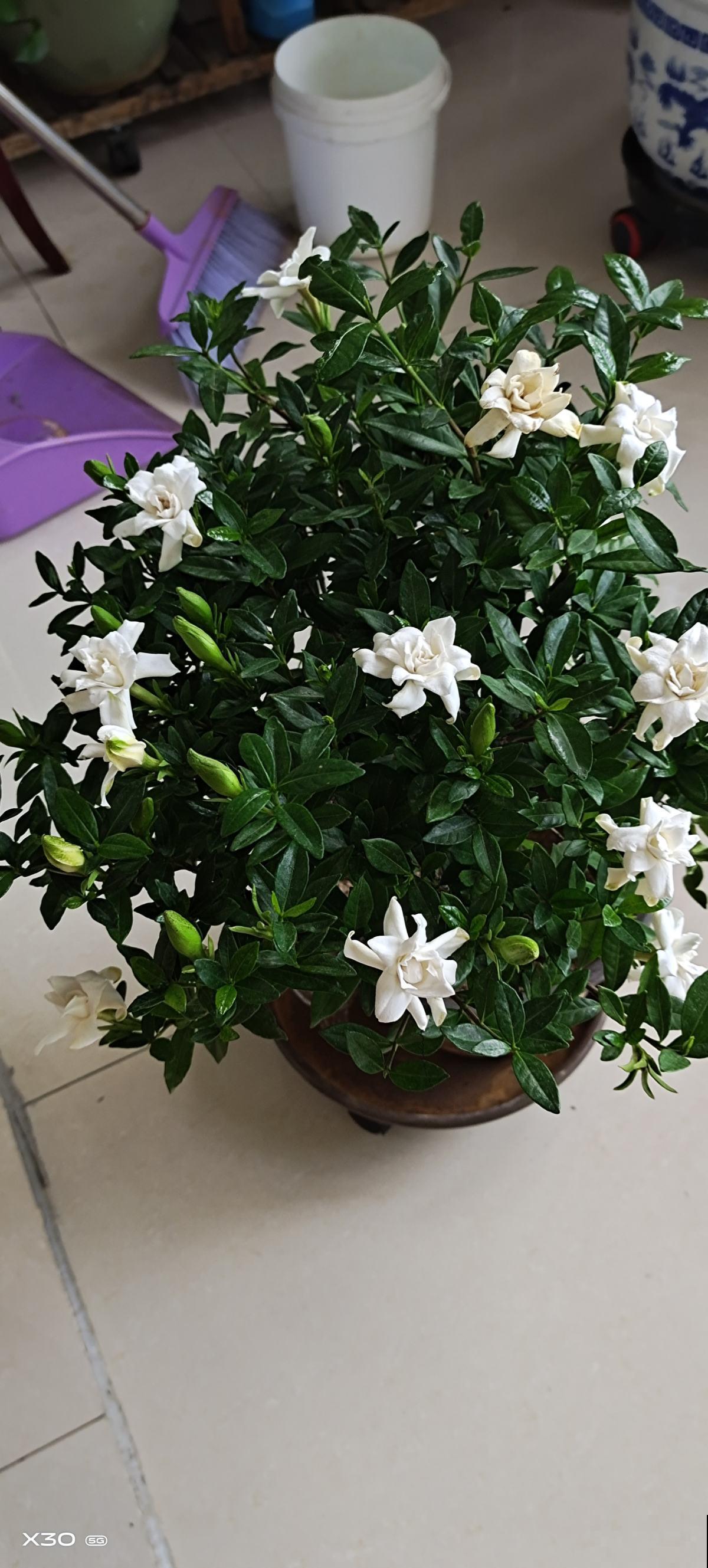 天然的香水“栀子花”，切记不要放卧室，有毒对身体不好