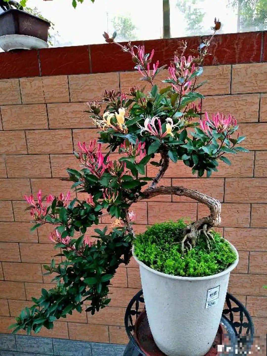 家里养盆新型品种金银花，下个月开出三色花瀑布，满院子飘香