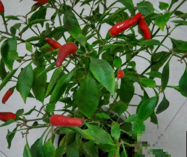 家里长得很好的辣椒死亡，和这3点有关，及时处理还有的救