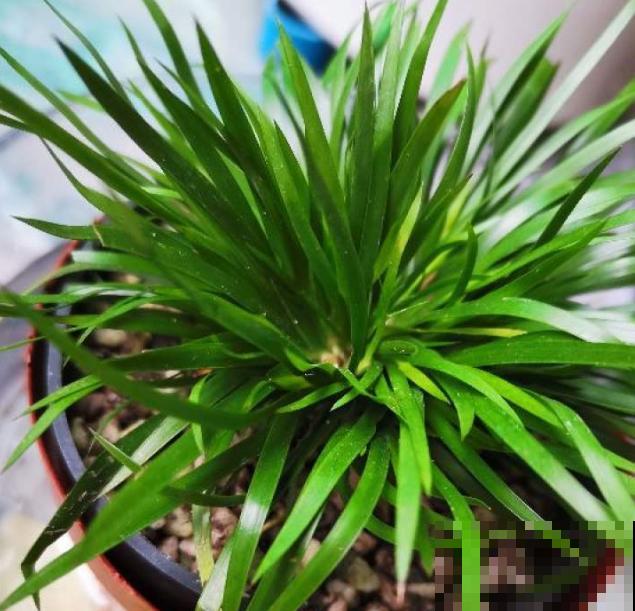 家里没光就养盆金菖蒲，耐阴长得旺，还有好兆头