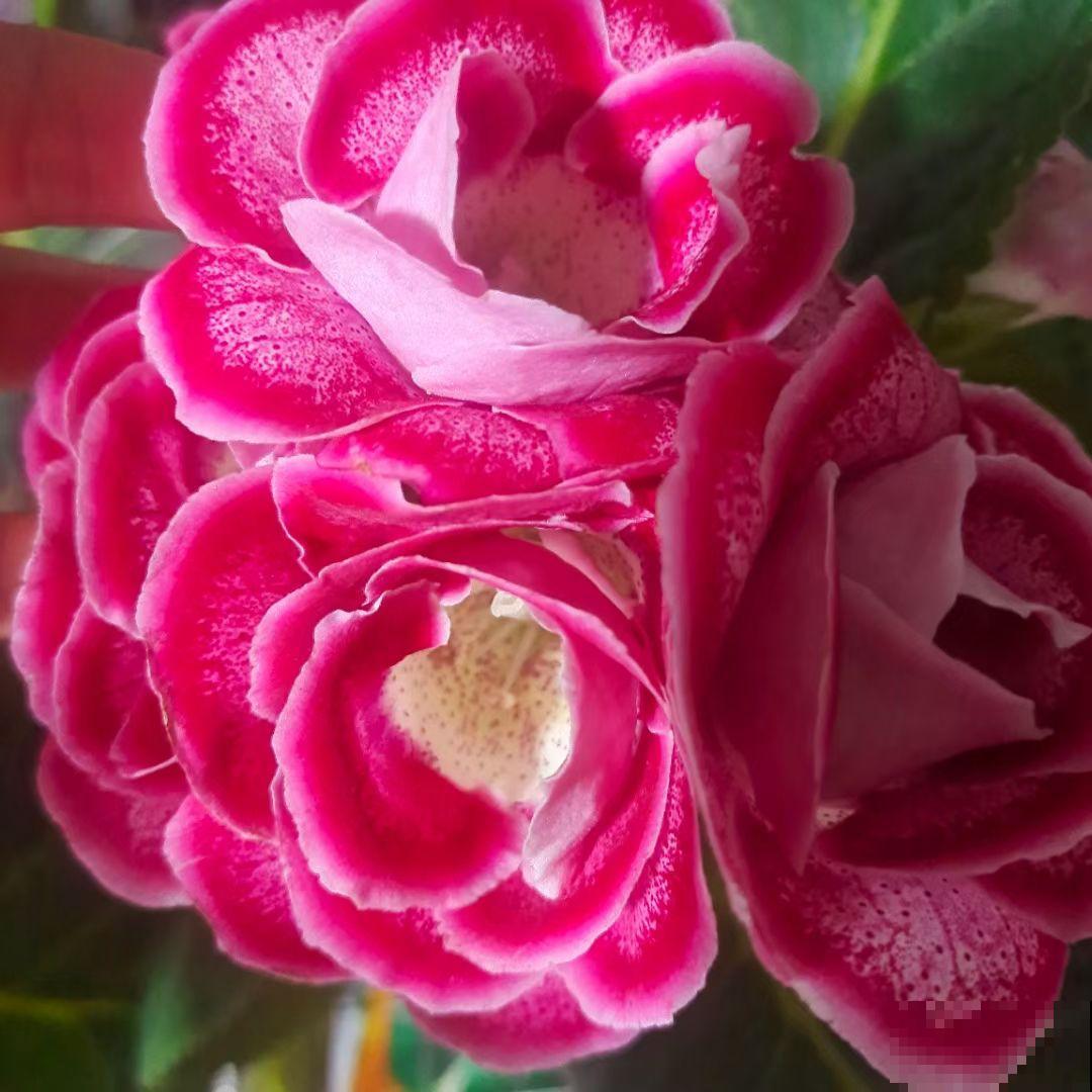 养花时，浇水方法很重要，7个禁忌要规避