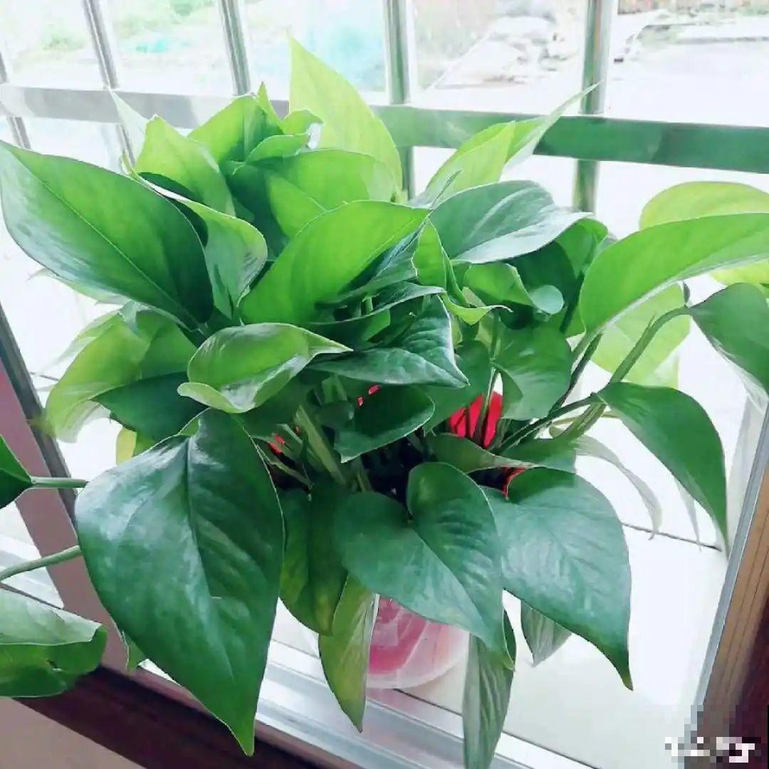 君子兰喝点油,爆花效果好,年年开出大花球 君子兰喝点油,爆花效果好,年年开出大花球