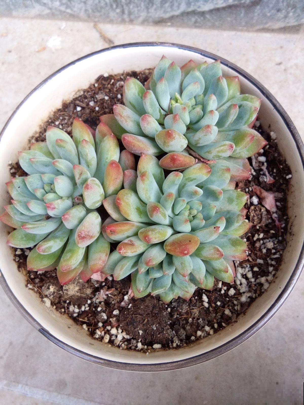 冬季室内植物施肥指南，肥料用得好，春天呼呼开爆盆