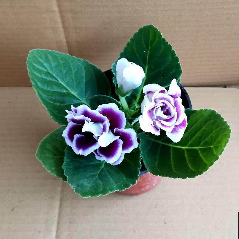 3种花，出了名的“耐阴”，没光照样长得好