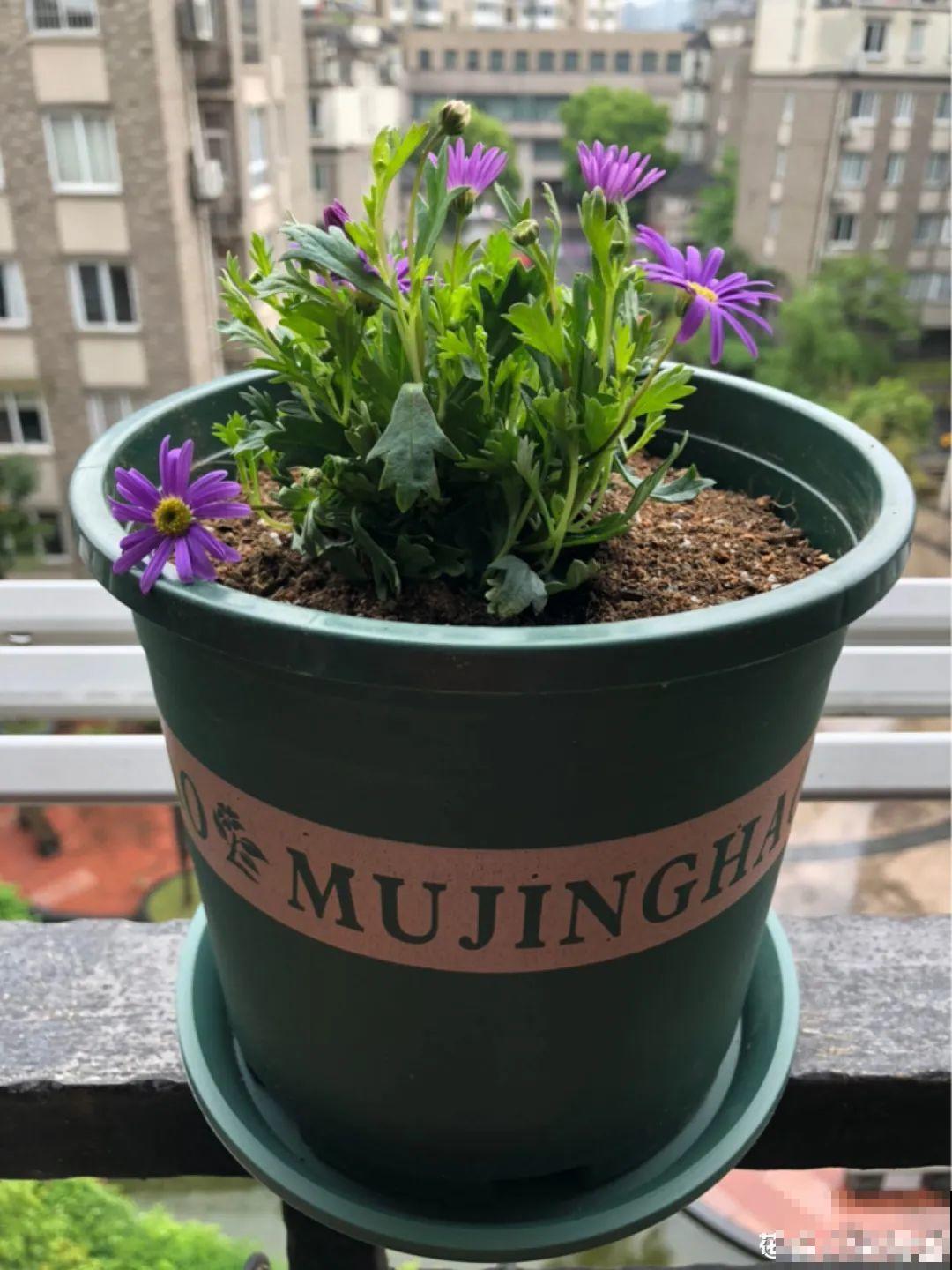 草花中的“小霸王”,耐热耐寒耐阴,开花能开大半年! 草花中的“小霸王”,耐热耐寒耐阴,开花能开大半年!