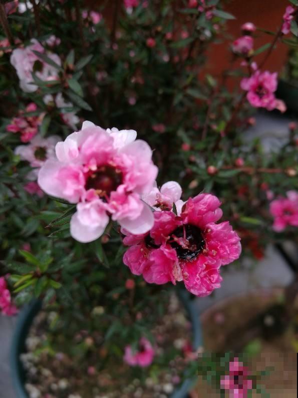 4种年宵花，拒绝大红大绿，就要“小清新”