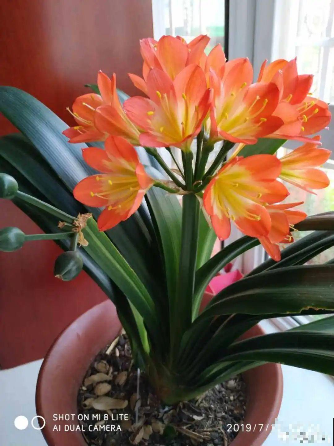 花68888元买棵桔子树，新年沾满“桔气”，来年“大吉大利”！