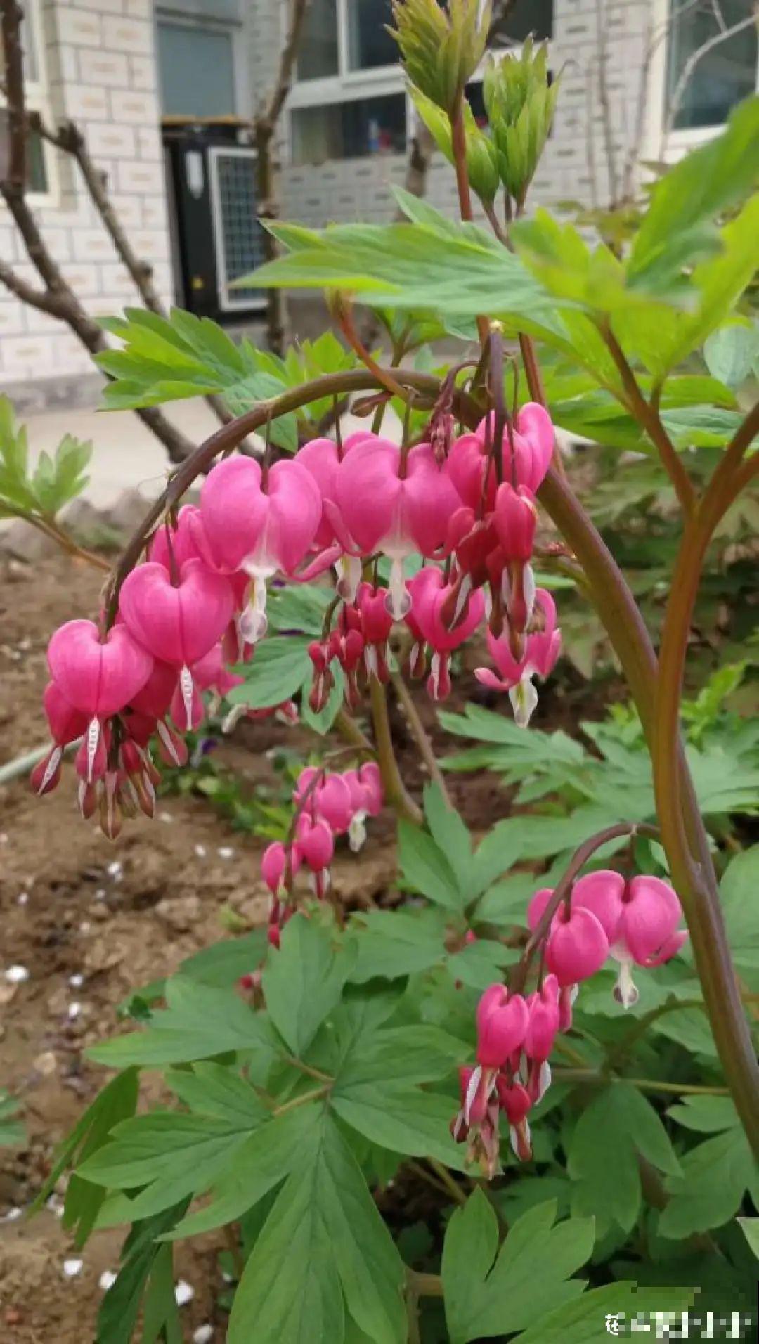 家里养盆荷包牡丹,荷包满满,富贵吉祥寓意好! 家里养盆荷包牡丹,荷包满满,富贵吉祥寓意好!