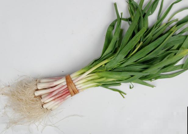 要想种植蒜苗，记住这4点，长势佳好养殖