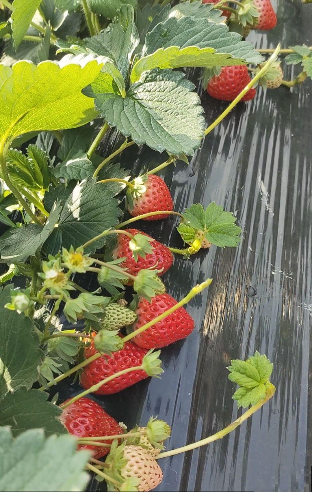 在家种草莓，只需5个步骤，省下不少草莓钱