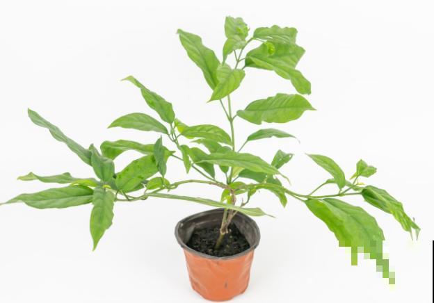 垂丝茉莉要想早点开花，注意这3点，一两年苗也能开花