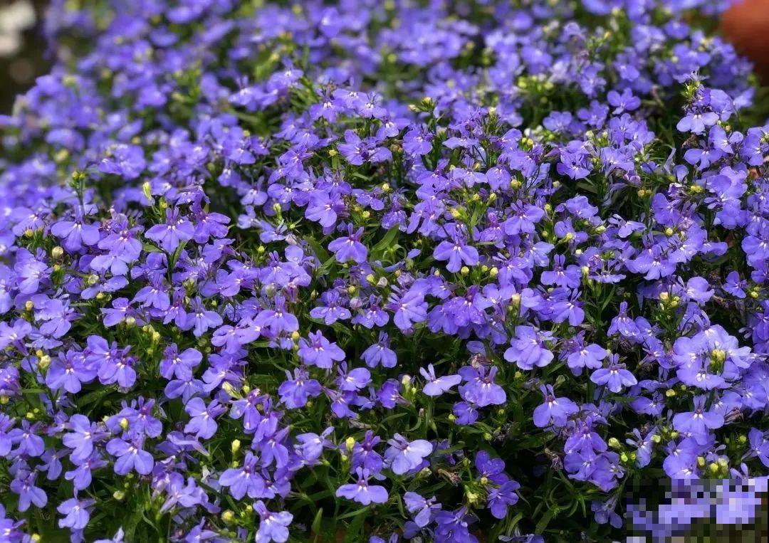 小阳台的爆花机器,1棵爆出一大盆,窗台、晾衣杆都挂满 小阳台的爆花机器,1棵爆出一大盆,窗台、晾衣杆都挂满