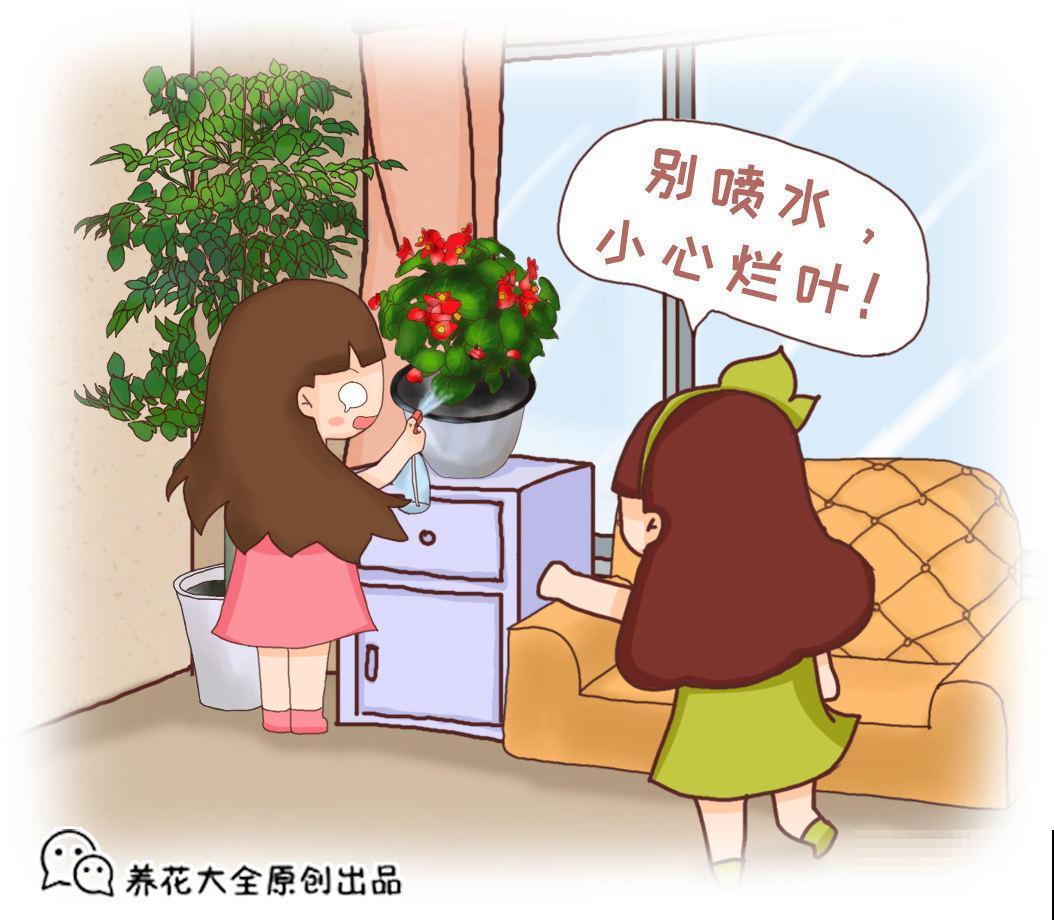 4种花，叶子不能碰水，一喷水就完蛋，千万注意