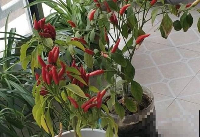 盆栽的辣椒,只开花不结果,可能和这4个原因有关 盆栽的辣椒,只开花不结果,可能和这4个原因有关