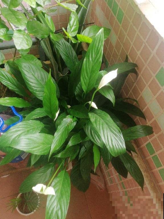 不开花的3种植物，原因很多，只有对症下药才有效