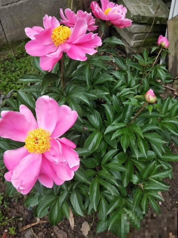 初春去花市,4种花再便宜也不要买,买回家养不了多久就死 初春去花市,4种花再便宜也不要买,买回家养不了多久就死