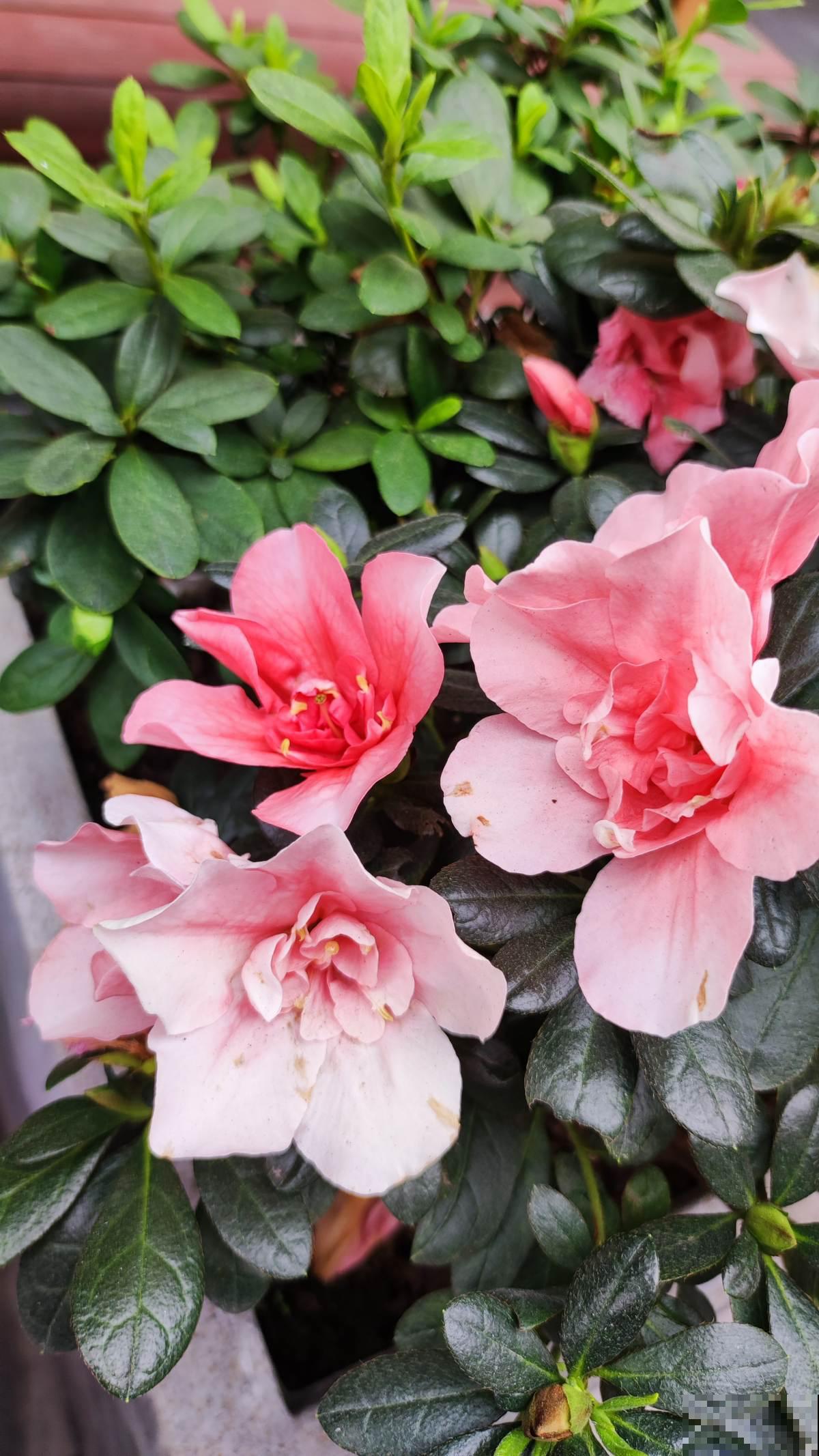 3种花，养好了叫“大神”，养不好是正常现象，新手更别碰