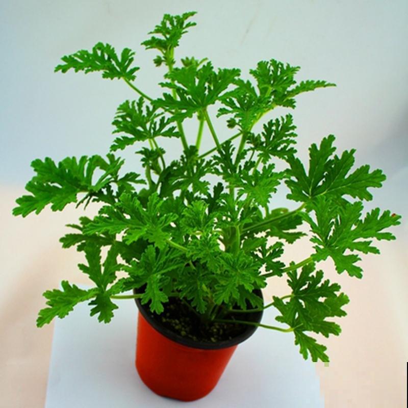 5种颜值超高的植物,南方养殖四季开花,好看又好养 5种颜值超高的植物,南方养殖四季开花,好看又好养